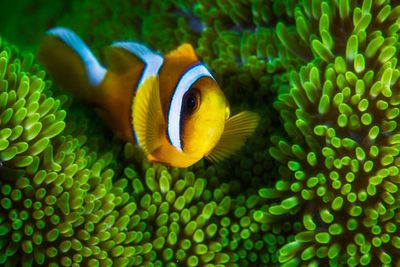 Yellow clownfish on green anemon