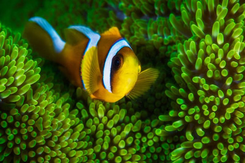 Yellow clownfish on green anemon
