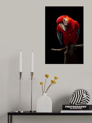 Portrait of Scarlet Macaw