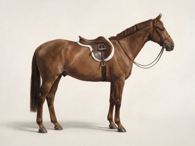 Brown Horse In Profile