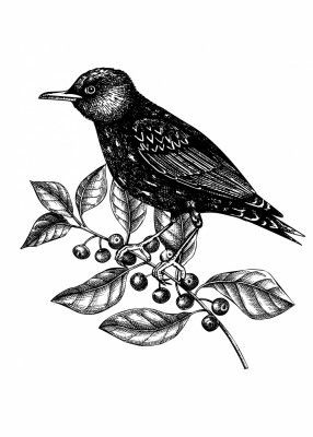 Wildlife Poster - Bird of the branch with black berries in vintage style