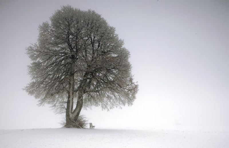 Winter tree