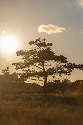 Tree In the Dunes 1