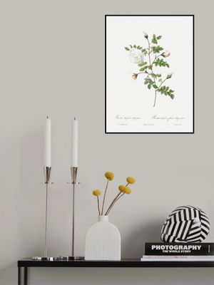 Silver Flowered Hispid Rose, Les Roses (1817–1824)