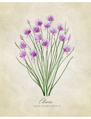 Chives vintage