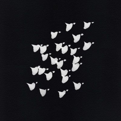 Birds In Flight   Upwards Bw