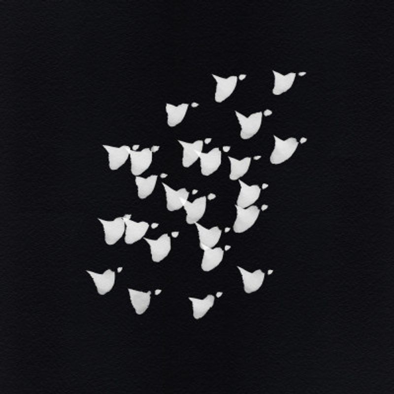 Birds In Flight   Upwards Bw