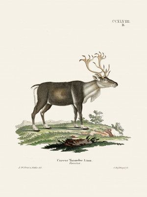 Reindeer By Johann Andreas Wagener and Johann Christian Daniel Von Schreber.