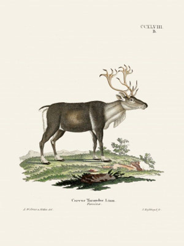 Reindeer By Johann Andreas Wagener and Johann Christian Daniel Von Schreber.