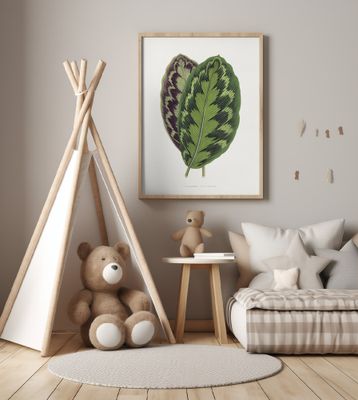 Calathea Veitchiana Leaf Illustration