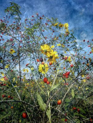 Wild In the Country (1)