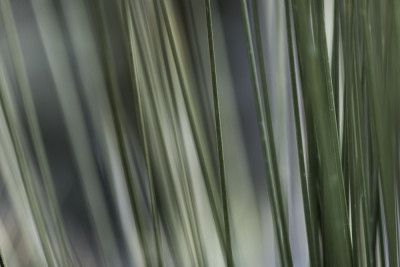 Soft Green Stalks