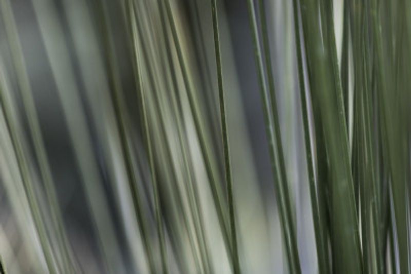 Soft Green Stalks