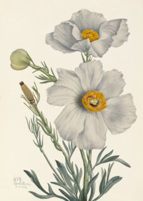 Matilija Poppy