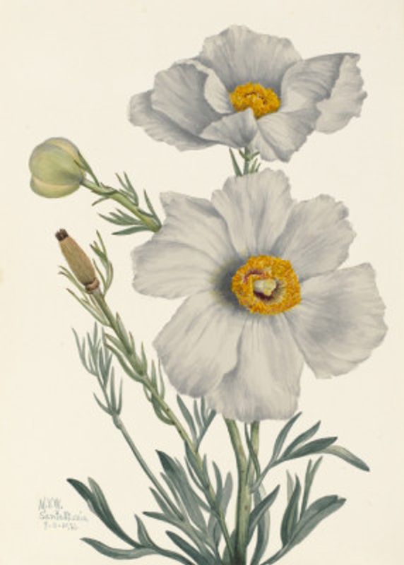Matilija Poppy