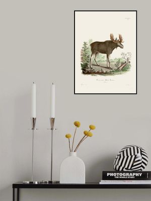 Moose By Johann Christian Daniel Von Schreber.