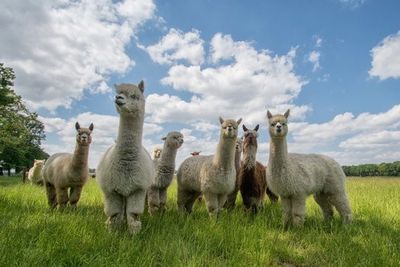 Send in the Alpaca's!