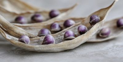 Purple Seed Symphony