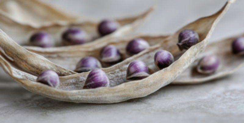 Purple Seed Symphony