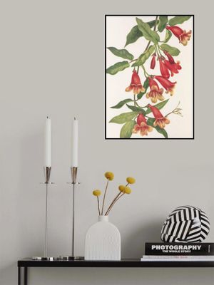 Crossvine From North American Wildflowers (1925) By Mary Vaux Walcott