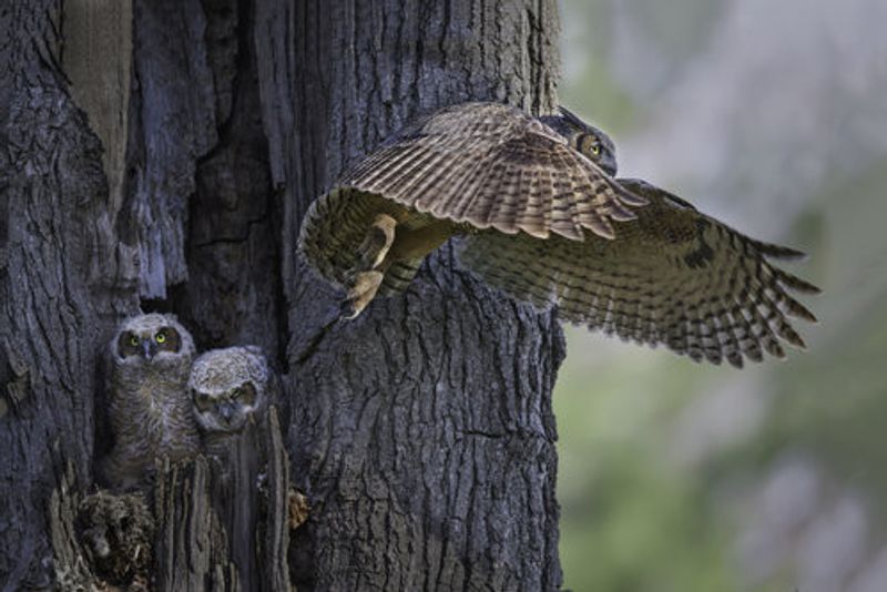 My babies are hangry