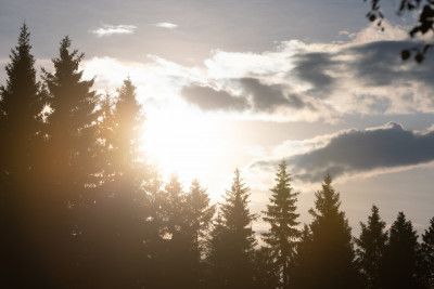 Mystical Forest Scene 5