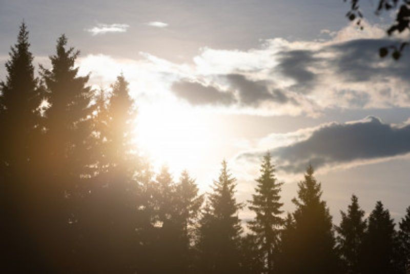 Mystical Forest Scene 5