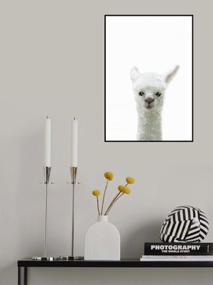 Llama
