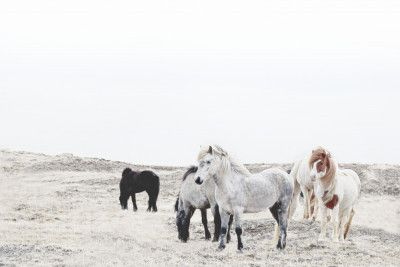 Wild and Free Horses Of Iceland