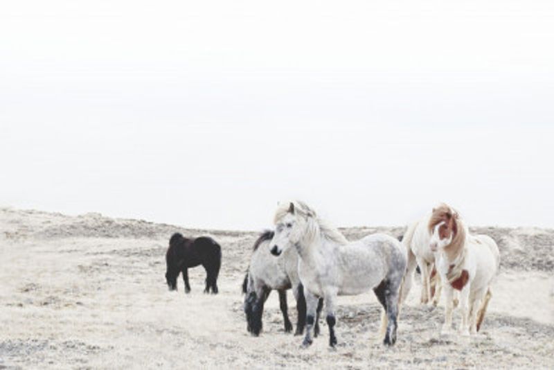Wild and Free Horses Of Iceland