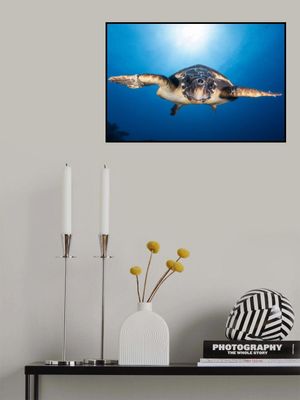 Face to Face with a Hawksbill sea turtle