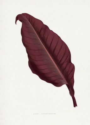 Pink Canna Atronigricans Leaf Illustration
