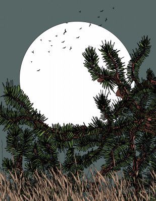 A Serene Moonlit Night