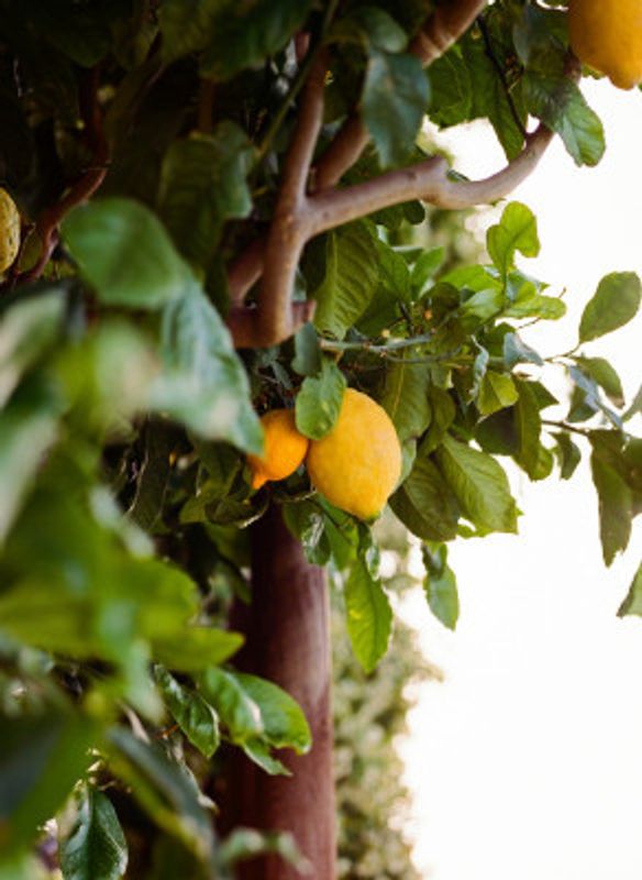 Amalfi Coast Lemons VI on Film