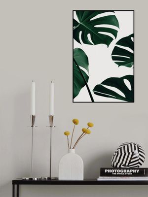Monstera Natural 20