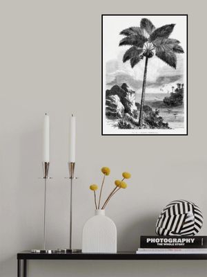 Vintage Palm Tree Drawing I