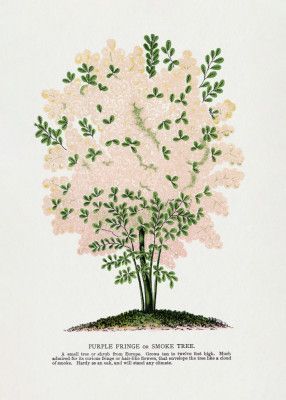 Purple Fringe Tree Lithograph