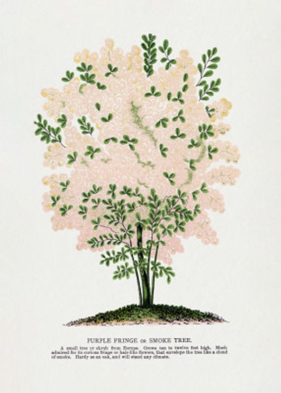 Purple Fringe Tree Lithograph