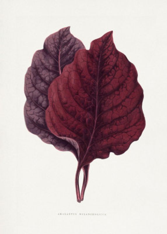 Pink Amarantus Leaf Illustration