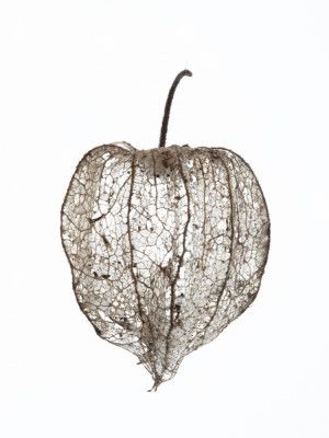 Fragile Nature's Veil