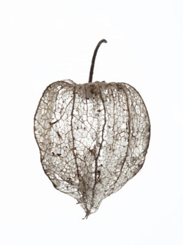 Fragile Nature's Veil