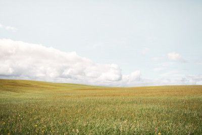 Carneros Valley No.2