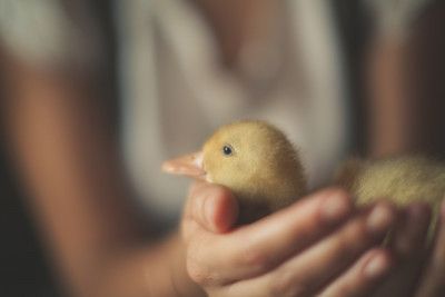 Gentle Duckling Hold