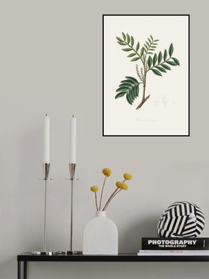 Lentisk (pistacia Lenitiscus) Medical Botany