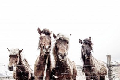 Iceland Horses Faxi and Fifi