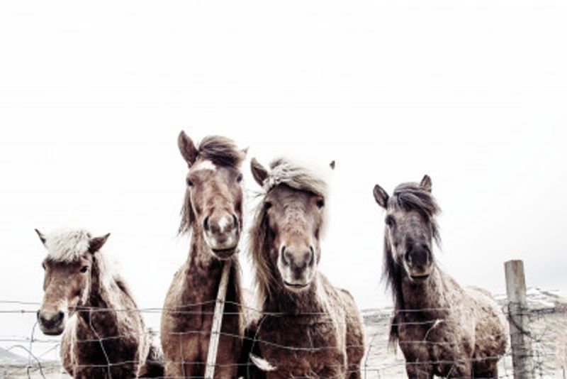 Iceland Horses Faxi and Fifi