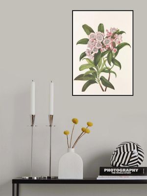 Mountain Laurel From North American Wildflowers (1925) By Mary Vaux Walcott