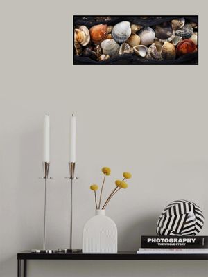 Seashell Tapestry