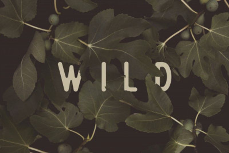 Wild Nº1