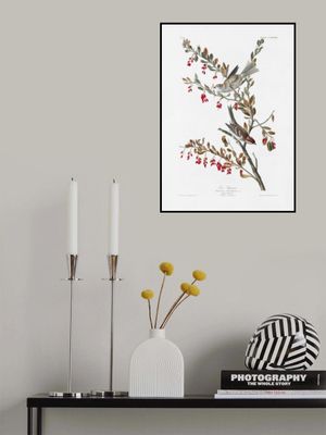 Tree Sparrow From Birds of America (1827)